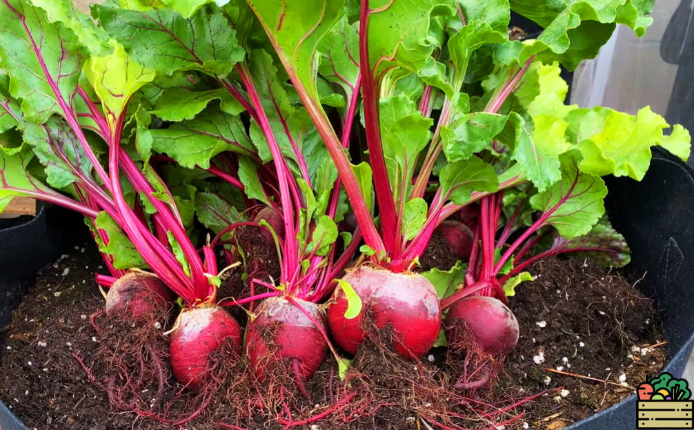 Свекла вымахает огромной и сладкой. Насыпьте на грядку её любимое ...