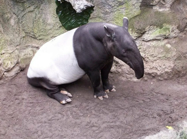 Образ жизни тапира.Тапиры - одиночные животные, которые живут в лесах или на болотах. Они являются ночными животными и обычно активны в течение ночи. В течение дня они спят или отдыхают в своих убежищах. Во время размножения тапиры образуют пары и вместе выхаживают своих потомков.
Из-за разрушения лесов и уничтожения природных местообитаний, жизнь тапиров находится под угрозой. Некоторые виды тапиров находятся на грани исчезновения. Они также страдают от браконьерства и охоты. В настоящее время существует ряд программ по сохранению тапиров и их местообитаний.
В заключение, тапир - это крупное животное, которое является важным компонентом биологического разнообразия в лесах и тропических зонах разных частей света.
