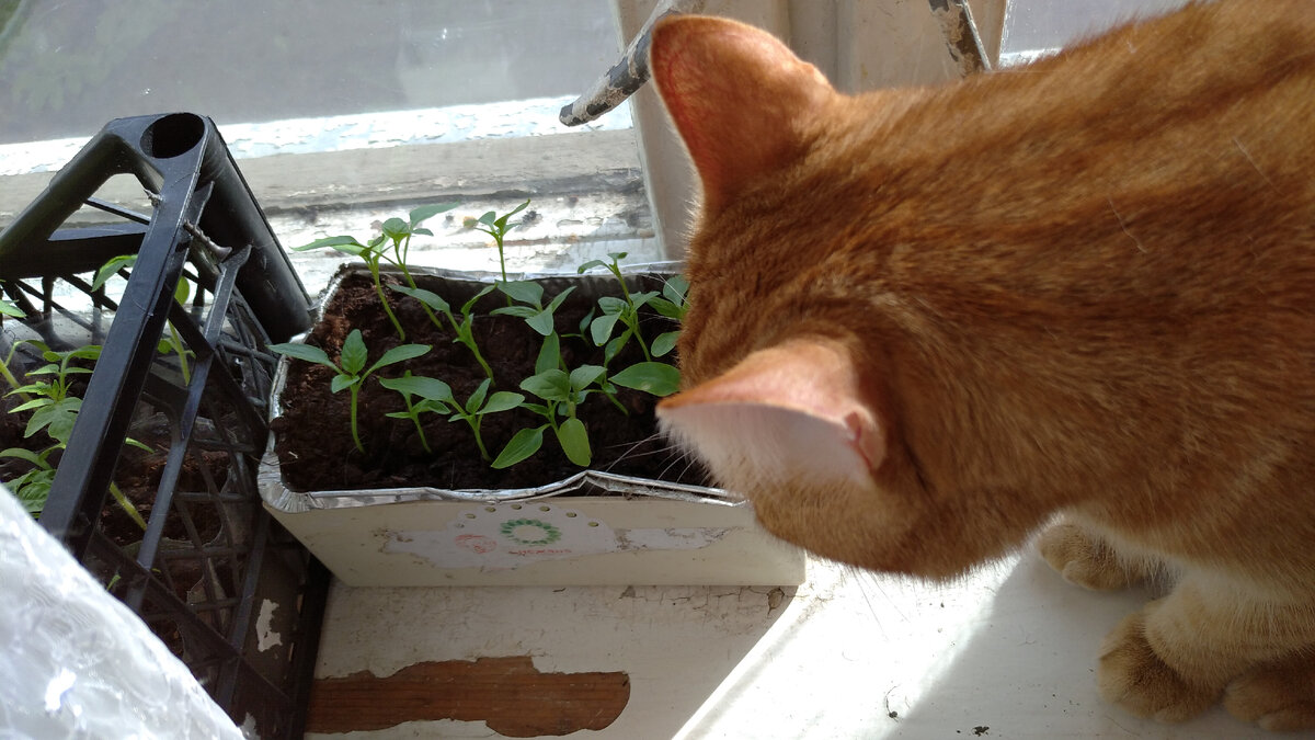 Личное  фото.