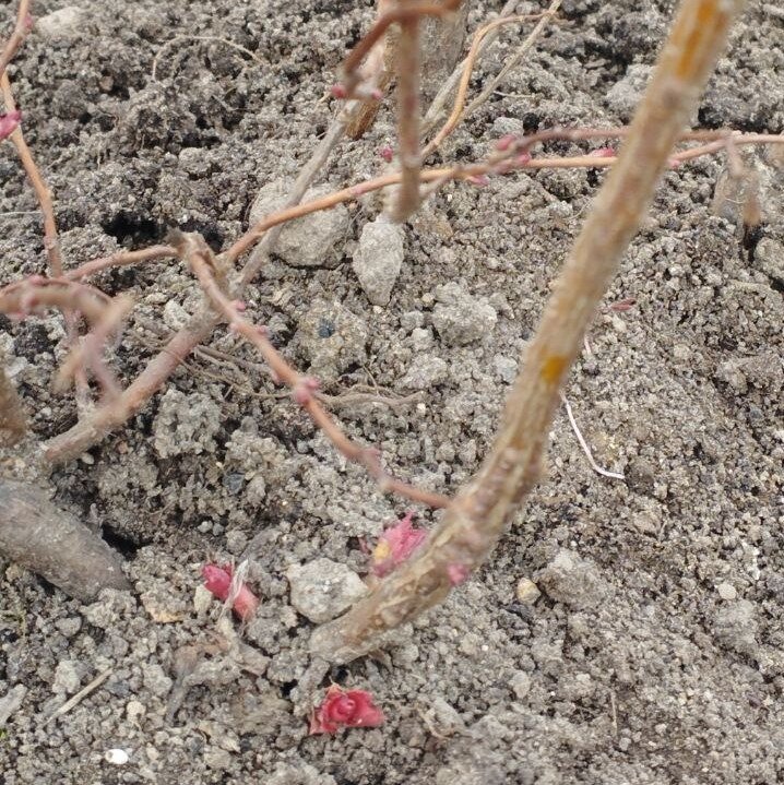 Японская спирея