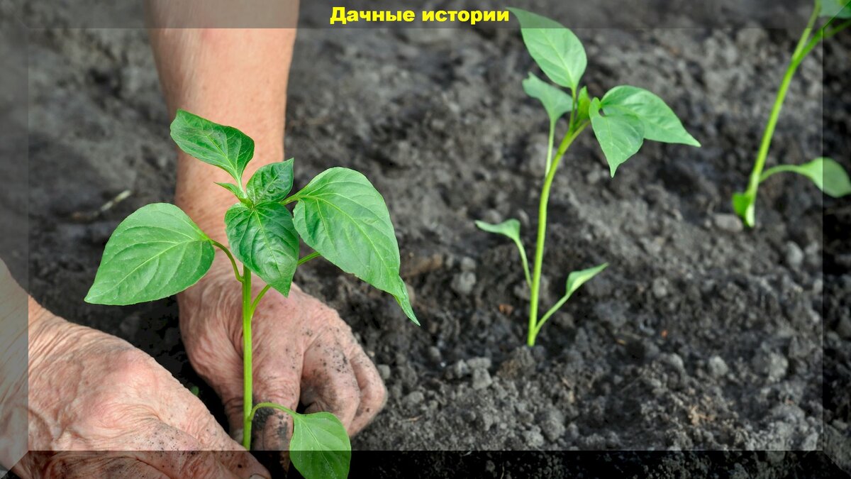 Подготовка посевного материала