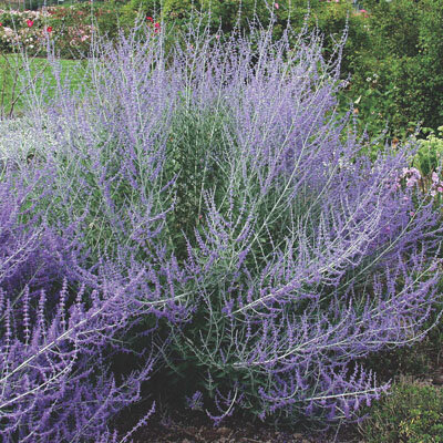 Перовския, фото из сети