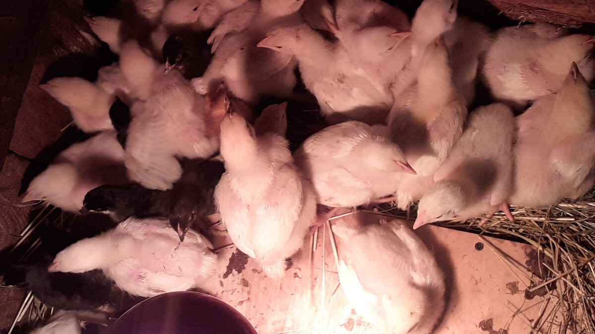 Между бройлерами просматриваются цыпики