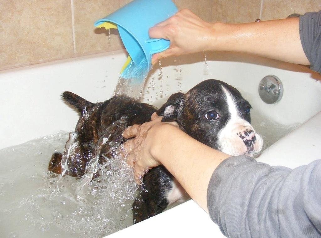      Собаку к купанию нужно приучать со щенячьего возраста.