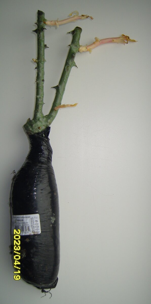 Саженец розы Гейша из интернет-магазина АГРОХОЛДИНГА ПОИСК