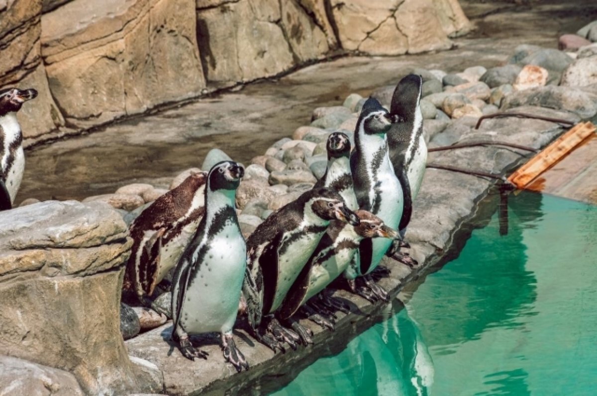    В Новосибирском зоопарке выпустили на улицу пингвинов Гумбольда