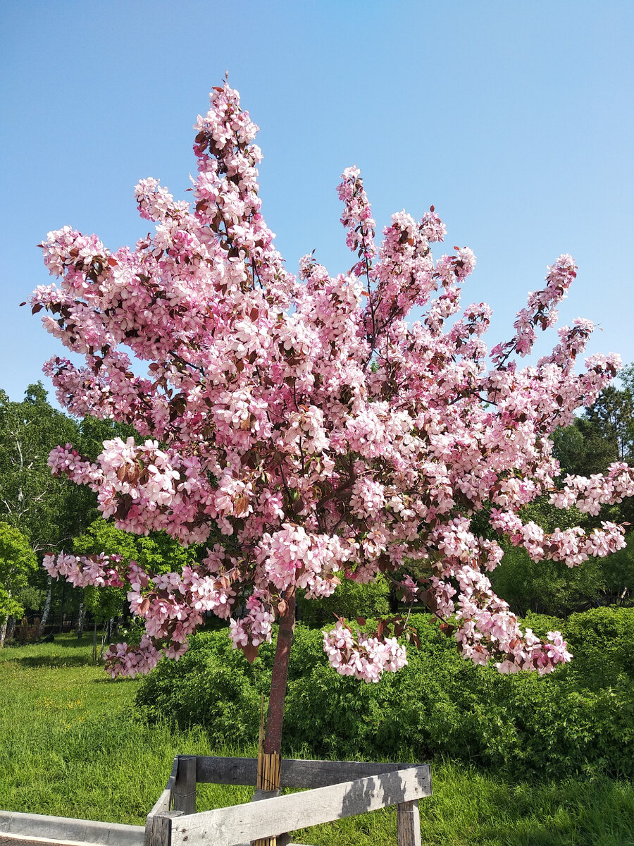 Яблони сорта "Рудольф"