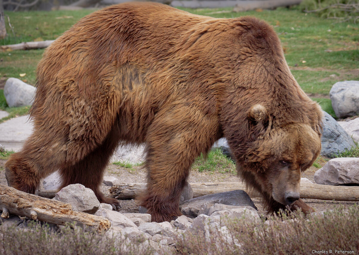 Окрас медведей. Бурый медведь (Ursus arctos). Урсус медведь. Гризли Ursus arctos horribilis. 17. Гризли Ursus arctos horribilis.
