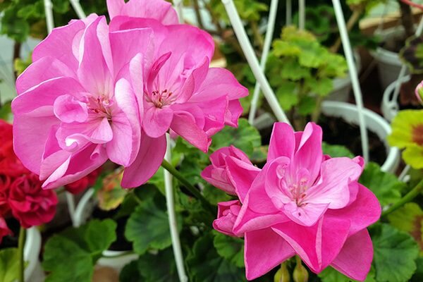 Белый Шелк: элегантность и чистота