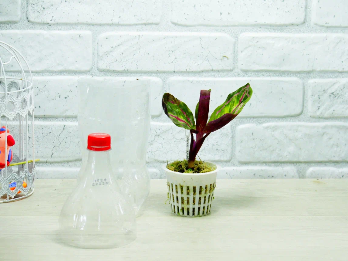 Фото и коллекция автора Masteritayaplants