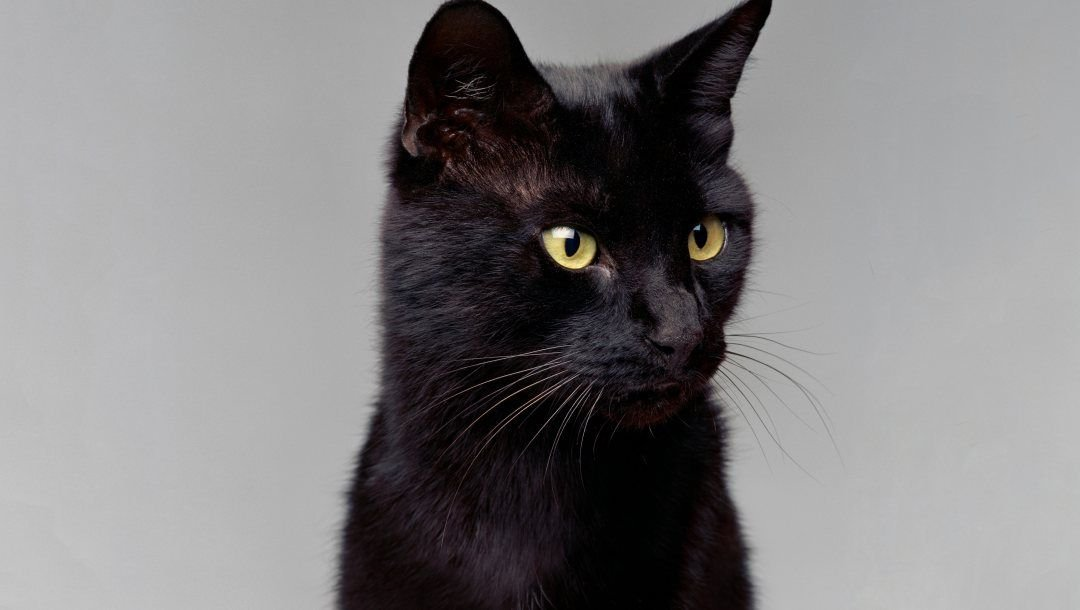 черные усы у кошки