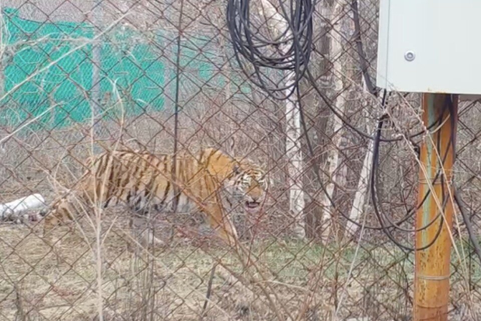    Хищница держала в страхе поселок Золотой, и охотилась на домашних животных и скот Скриншот с видео