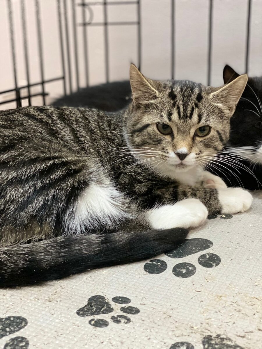 Только поступила в приют со своими братьями и сестрами. Хоть и малышка, но самая злобная из всех 😊