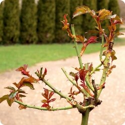 Основные принципы ухода за розами весной