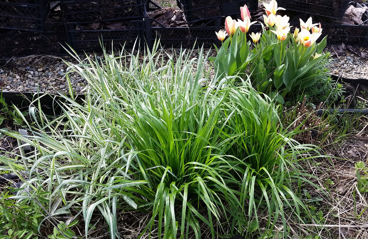 вейник (зеленый) растет кочкой, а фалярис расползается как не знаю что...