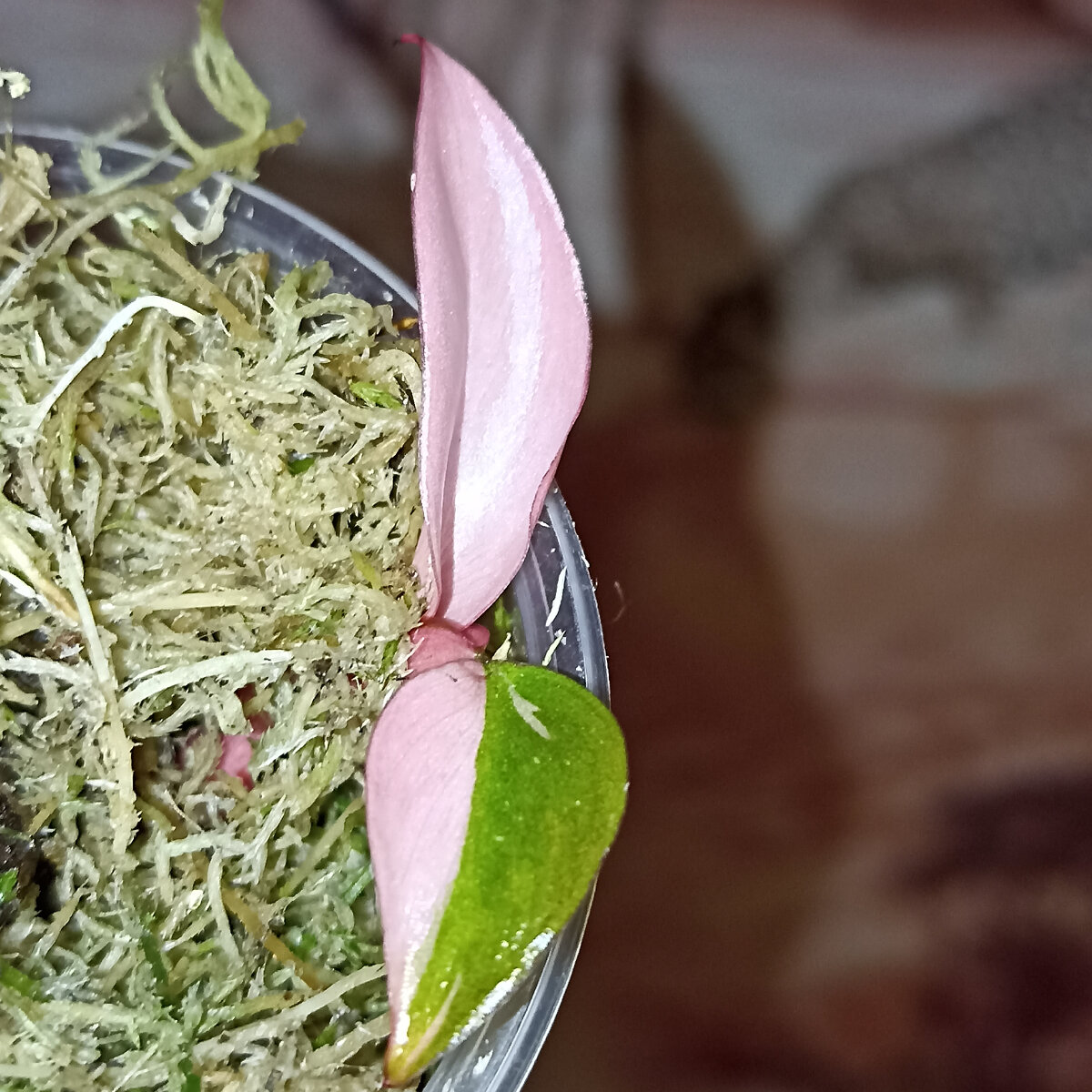 А выращиваю её из крошечного череночка😊надеюсь что получится вырастить прекрасный филадендрон?!