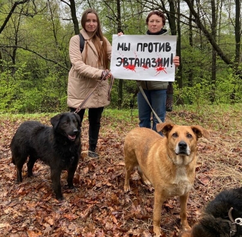    Источник: группа Помощь животным попавшим в беду ВКонтакте