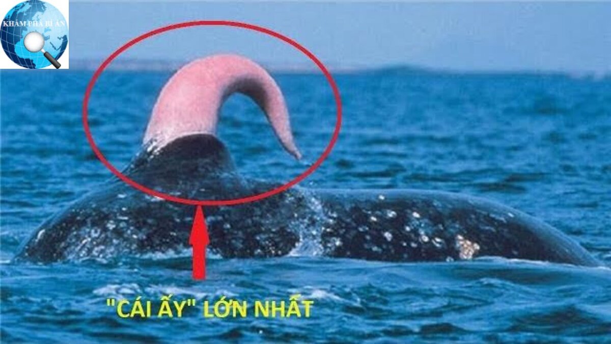 сколько в длину член кита фото 6