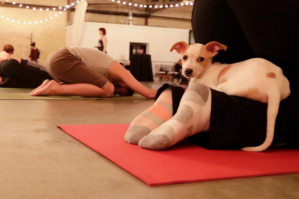 Puppy yoga большая покровская ул 12и фото