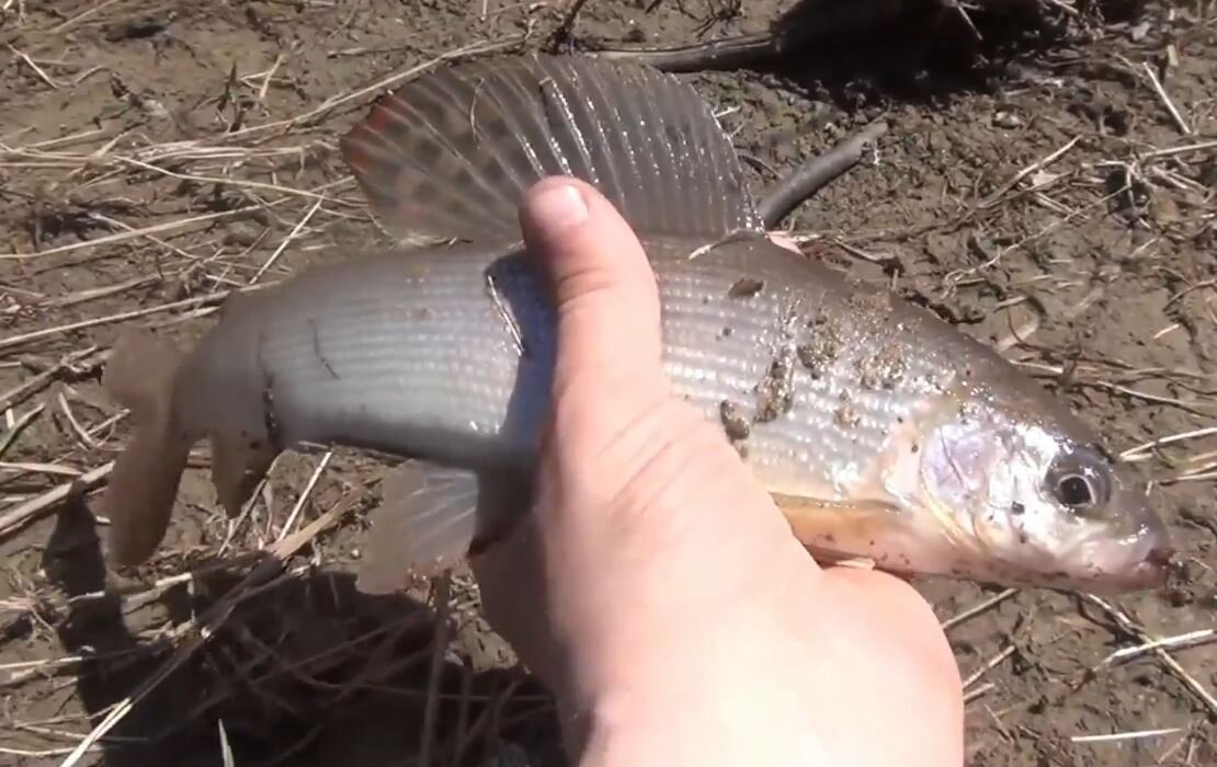 В видео о: Рыбалка ловим Хариусов и показываем Обманки и как засекся Красивые Плавники Хариуса Опарыши как насажен, Камни ДРАКОН в Девственной тайге