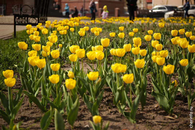    На улице будет до +15 градусов, солнечно, осадков не ожидается.
