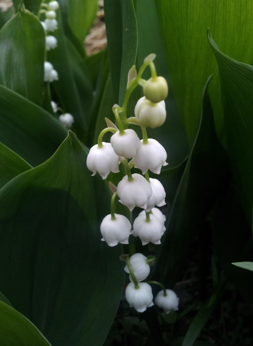 Одинокий ландыш. Картинка из свободного доступа.