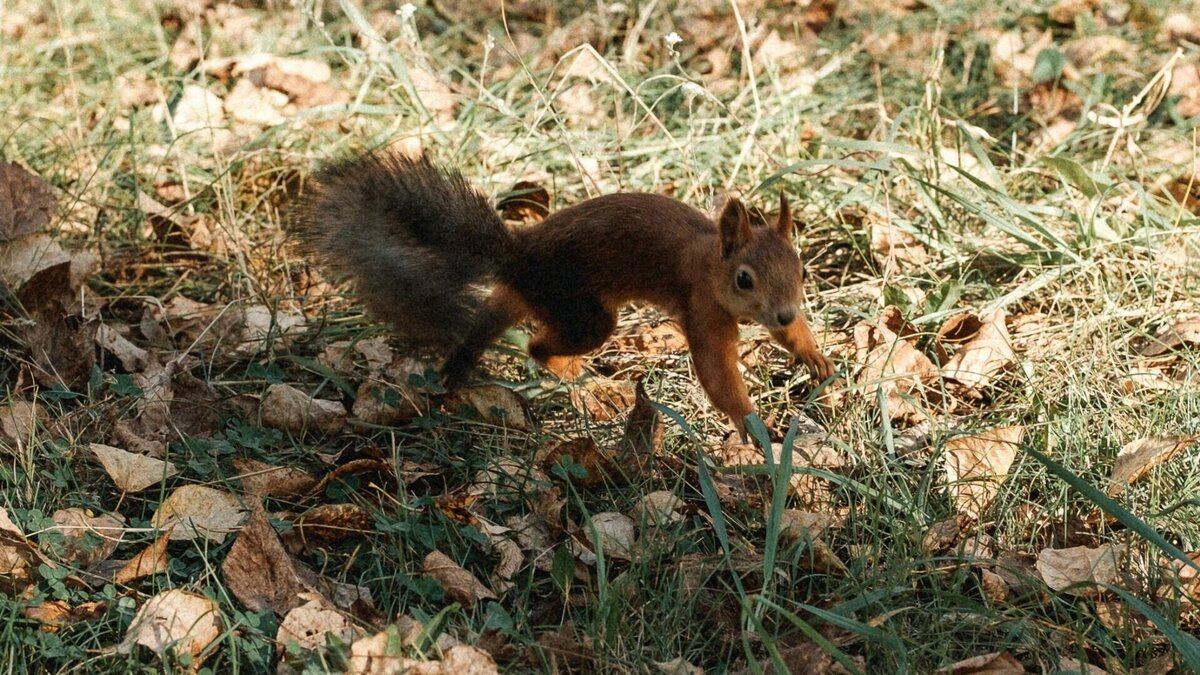     Место на видео сильно напоминает участок улицы Менделеева на подъезде к Ботаническому саду.