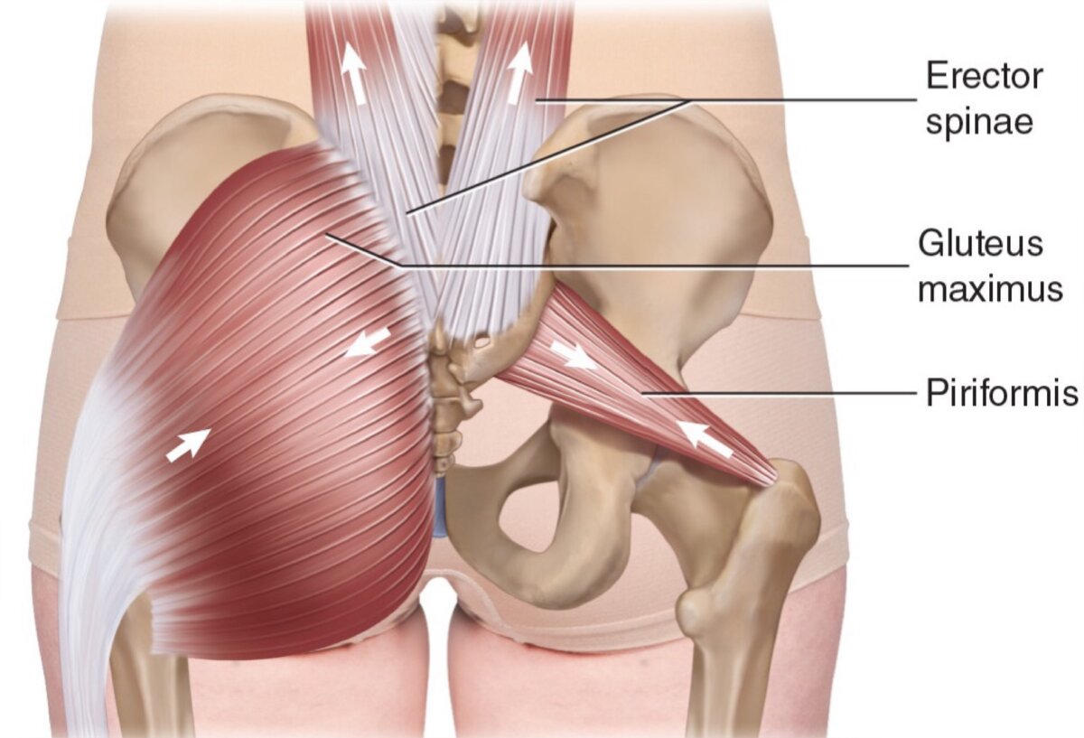 Грушевидная мышца отзывы форум. Грушевидная мышца m. Piriformis. Musculus Piriformis анатомия. Тазобедренный сустав анатомия грушевидная мышца. M Piriformis анатомия.