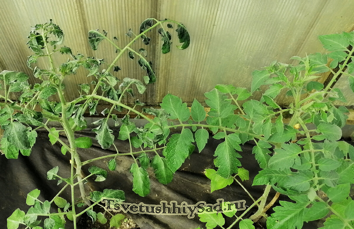 Томаты после похолодания до минуса.