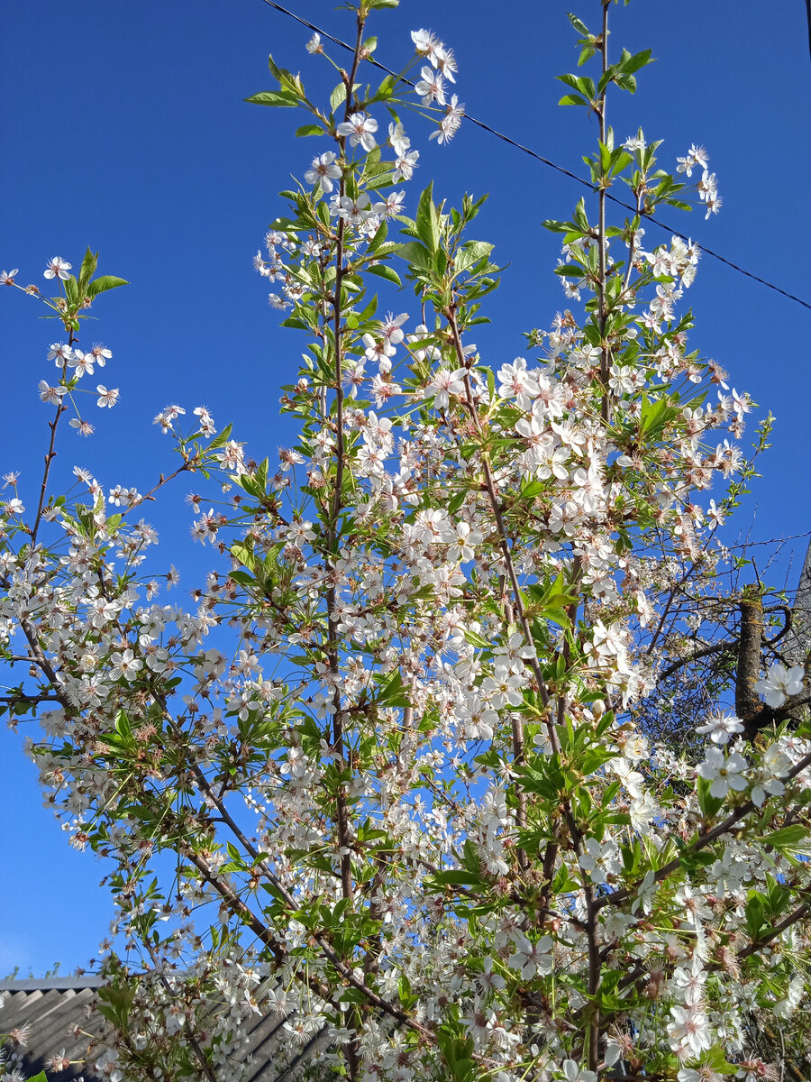 Вишня в цвету. Личное фото автора