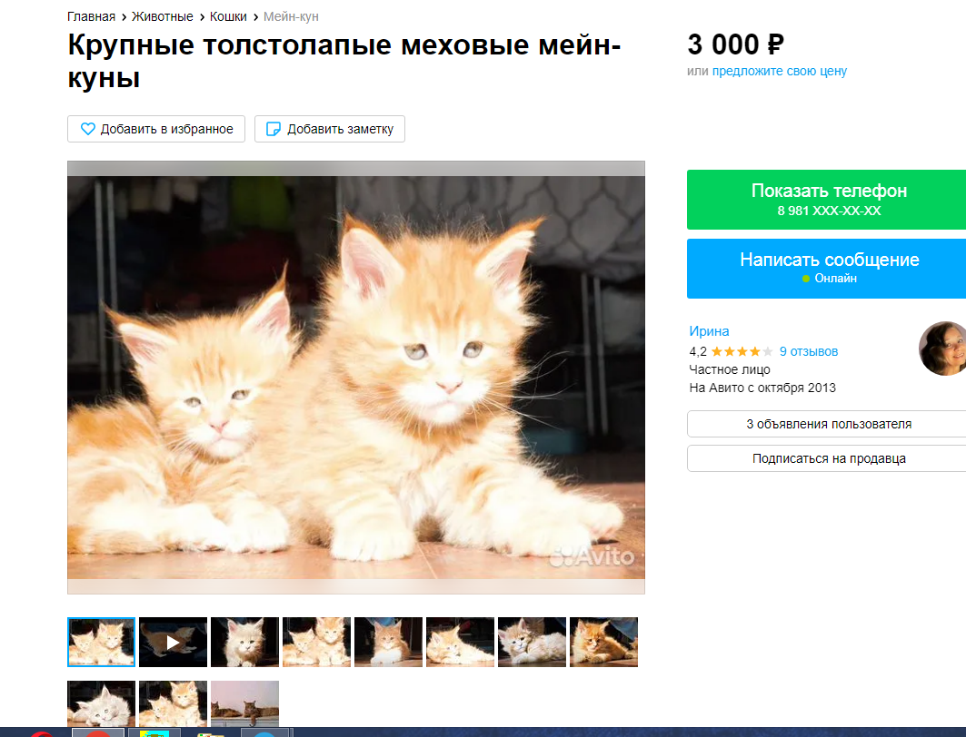 Авито про животных. Смешные объявления про котов. Смешные объявления. Авито про животных. Авито разместить объявление.