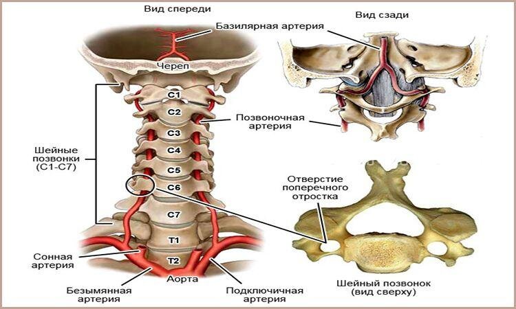 На этой схеме хорошо видно, что позвоночные артерии проходят через отверстиях в позвонках. Гибкая шея - важное условие хорошего кровоснабжения задней черепной ямки, в которой находятся структуры, ответственные за равновесие.