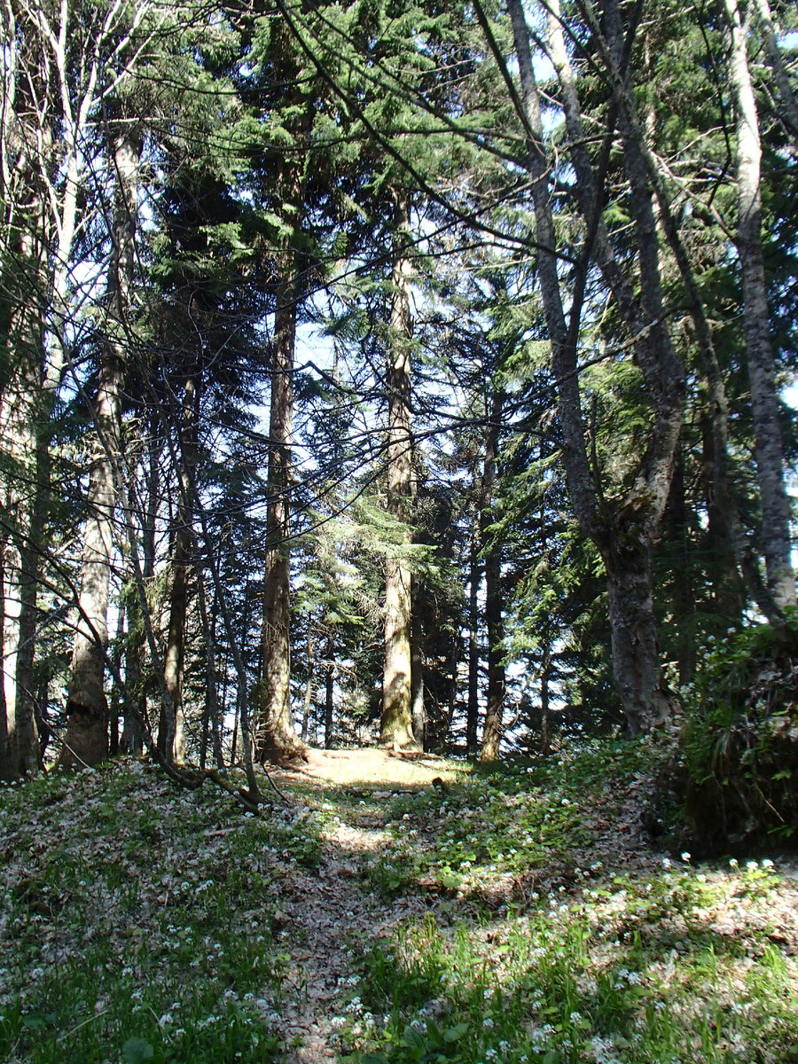 сказочный лес