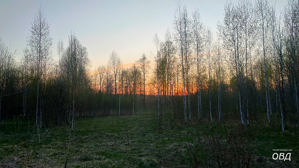 Поляна, где тянет вальдшнеп.