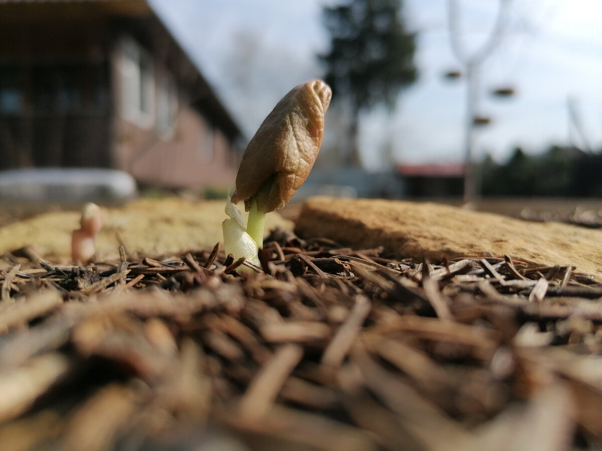 Подофиллум Эмода (podophyllum emodii) и Сангвинария Канадская (Sanguinaria canadensis) в нашем саду на даче. Фото автора @Маша Генералова 