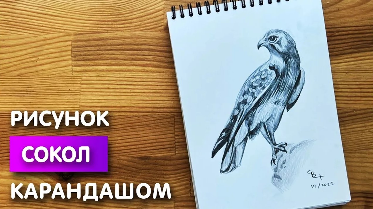 Как нарисовать сокола карандашом | Рисунок для начинающих поэтапно