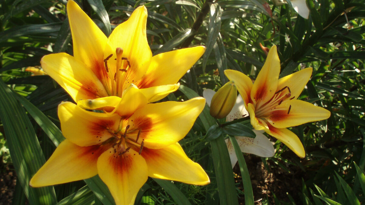 Притча про цветы. Желтые лилии в мамином саду в прошлом году. Фото автора