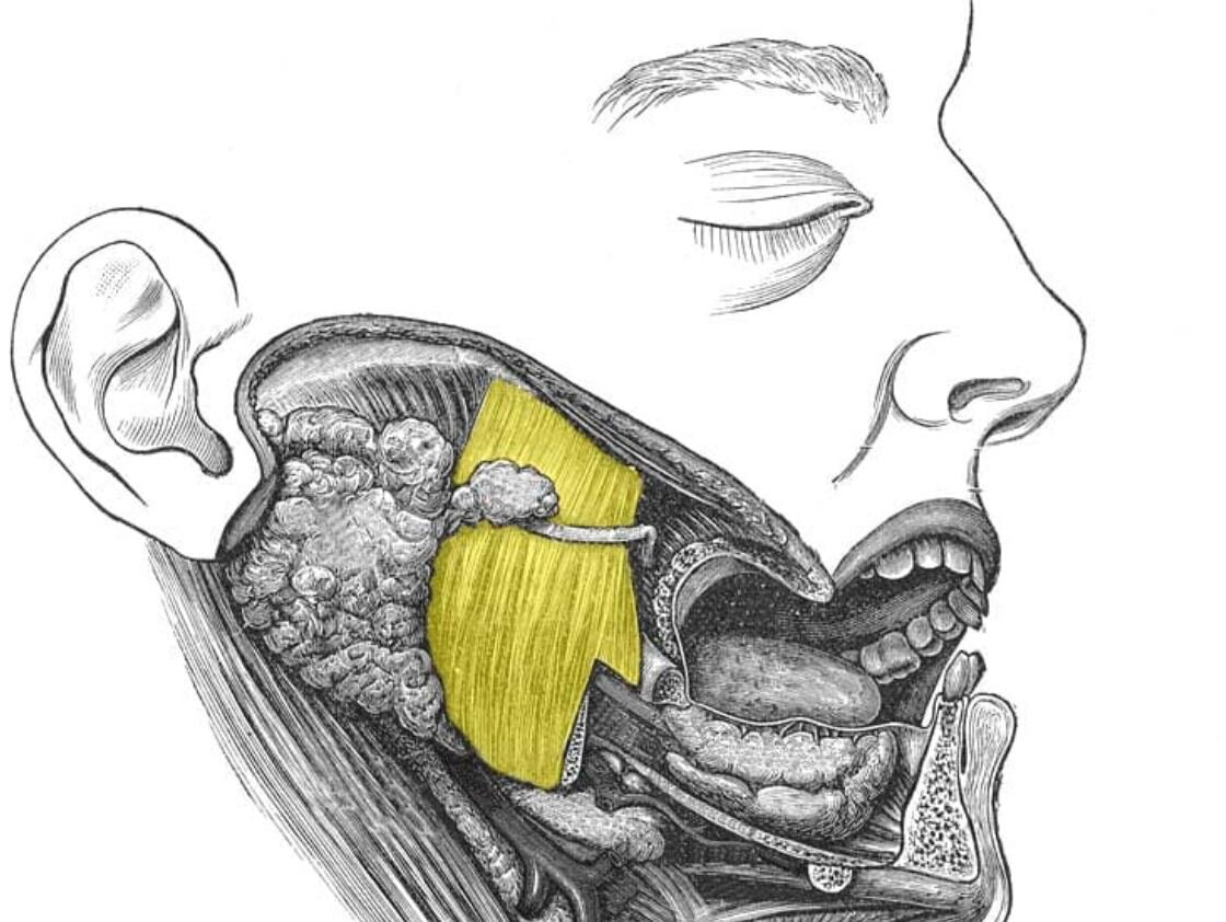 Жевательная мышца (выделена желтым цветом) 