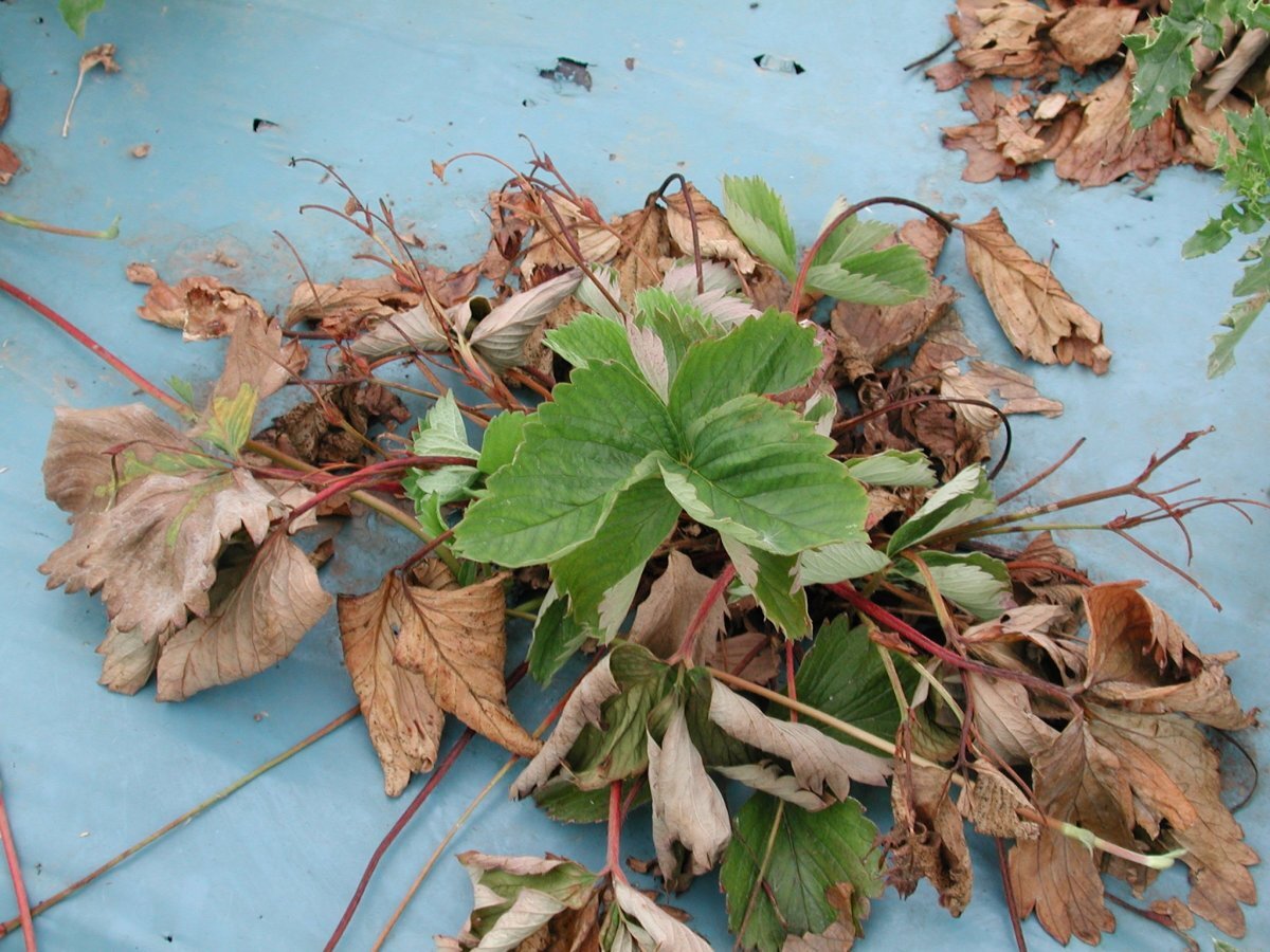 Так увядает растение, поражённое болезнью
