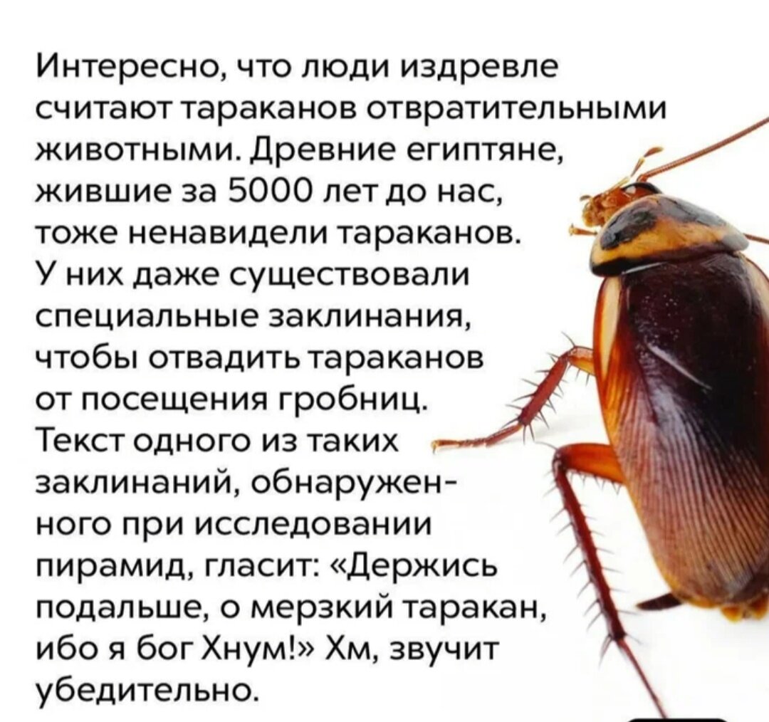 Почему таракана назвали тараканом. Интересные факты про тараканов. Интересные факты о тараканах. Тараканы насекомые. Тараканы удивительные факты.