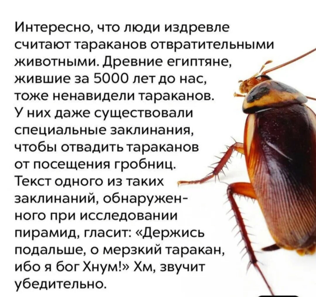 К чему снится давить тараканов женщине. Интересные факты про тараканов. Интересные факты о тараканах. Тараканы насекомые. Тараканы удивительные факты.