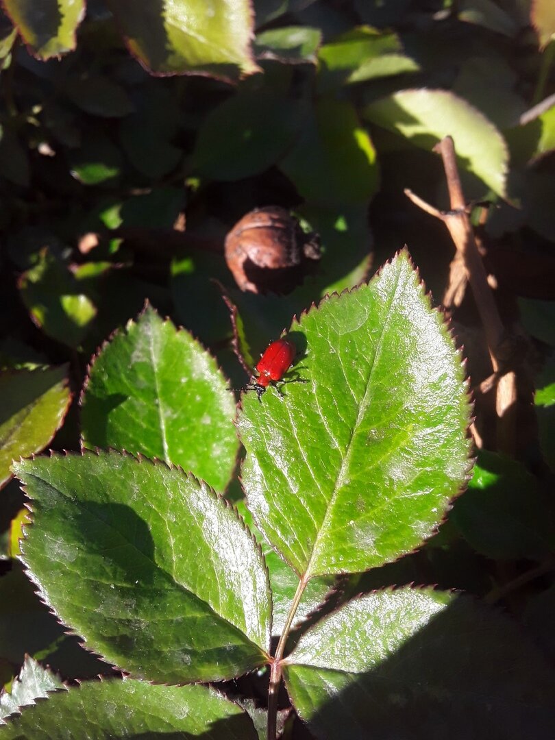 Лилейная трещалка - почему-то на розе, но не надо обольщаться, она нацелилась на лилии