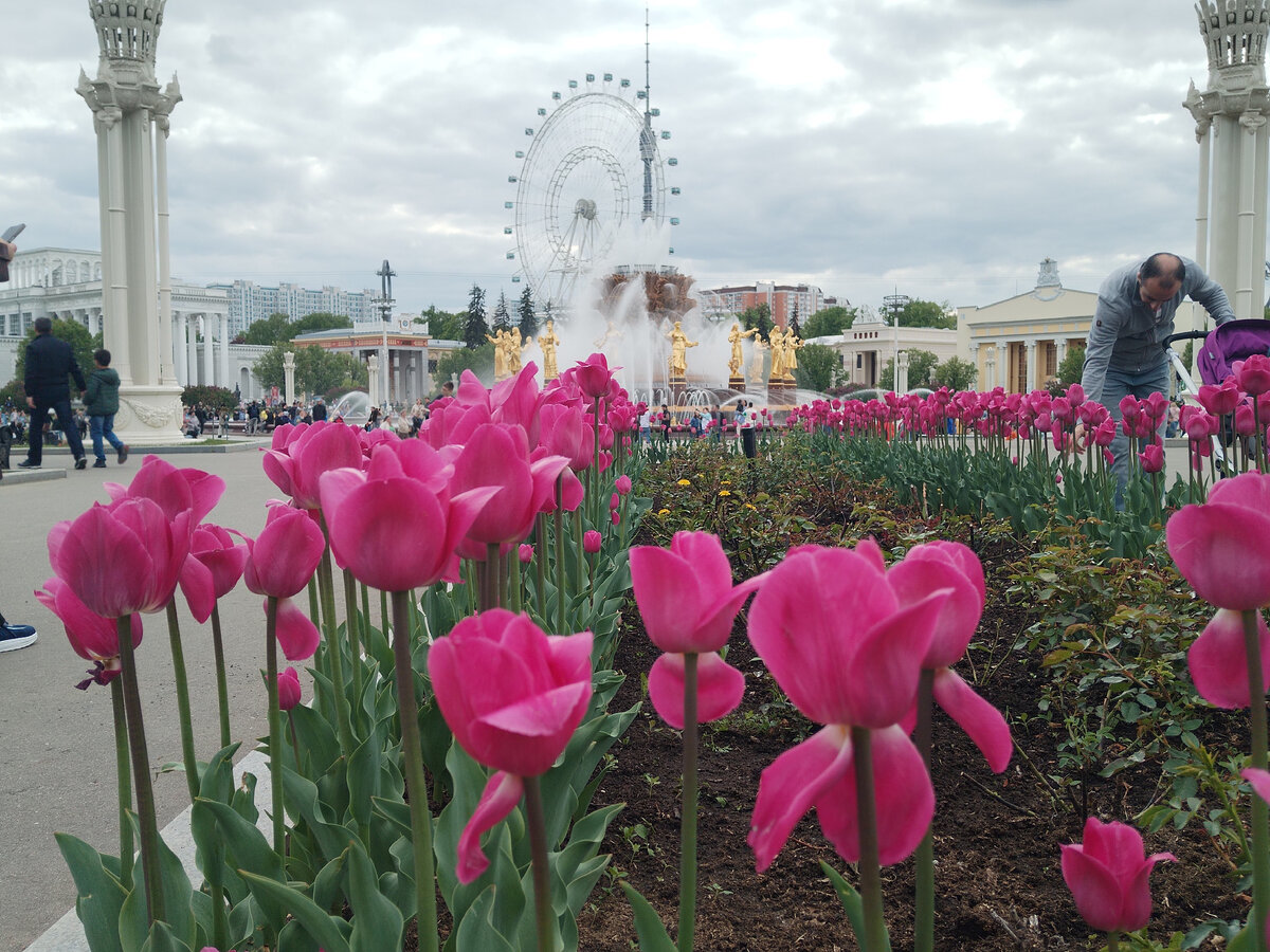 Тюльпаны на фоне Дружбы Народов