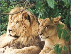 Лев и львица на отдыхе