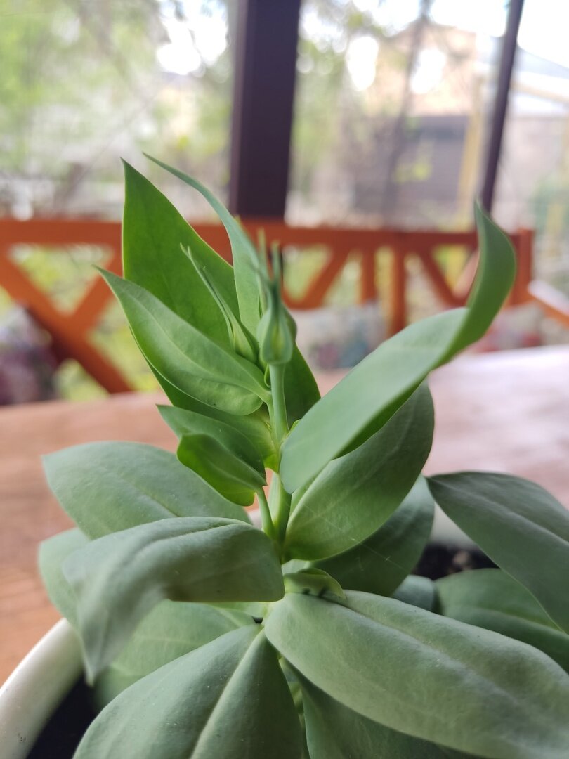 Первые бутоны