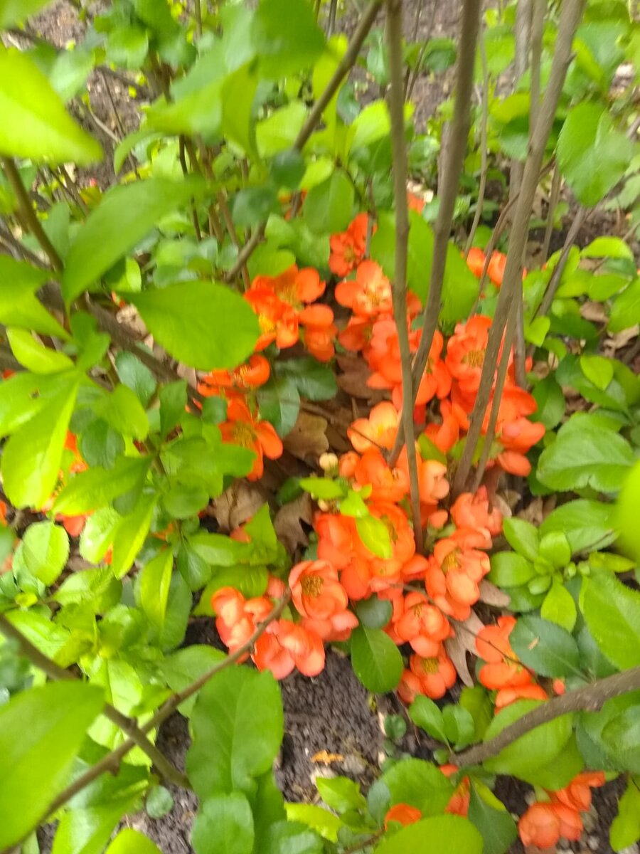 личное фото Смирновой Н.Е. Вопрос для огородников, дачников и любителей, а так же для профессионалов: Что за куст такой? 