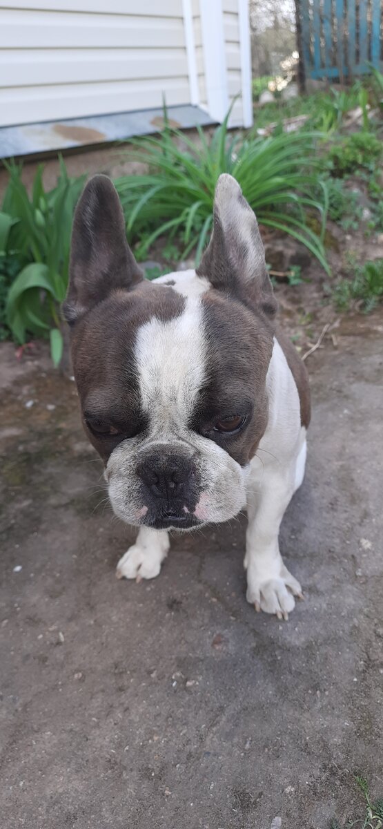 Это полезная пыль! Зачем ты взяла тряпку? Ещё и мокрую... Бульдог чистый!