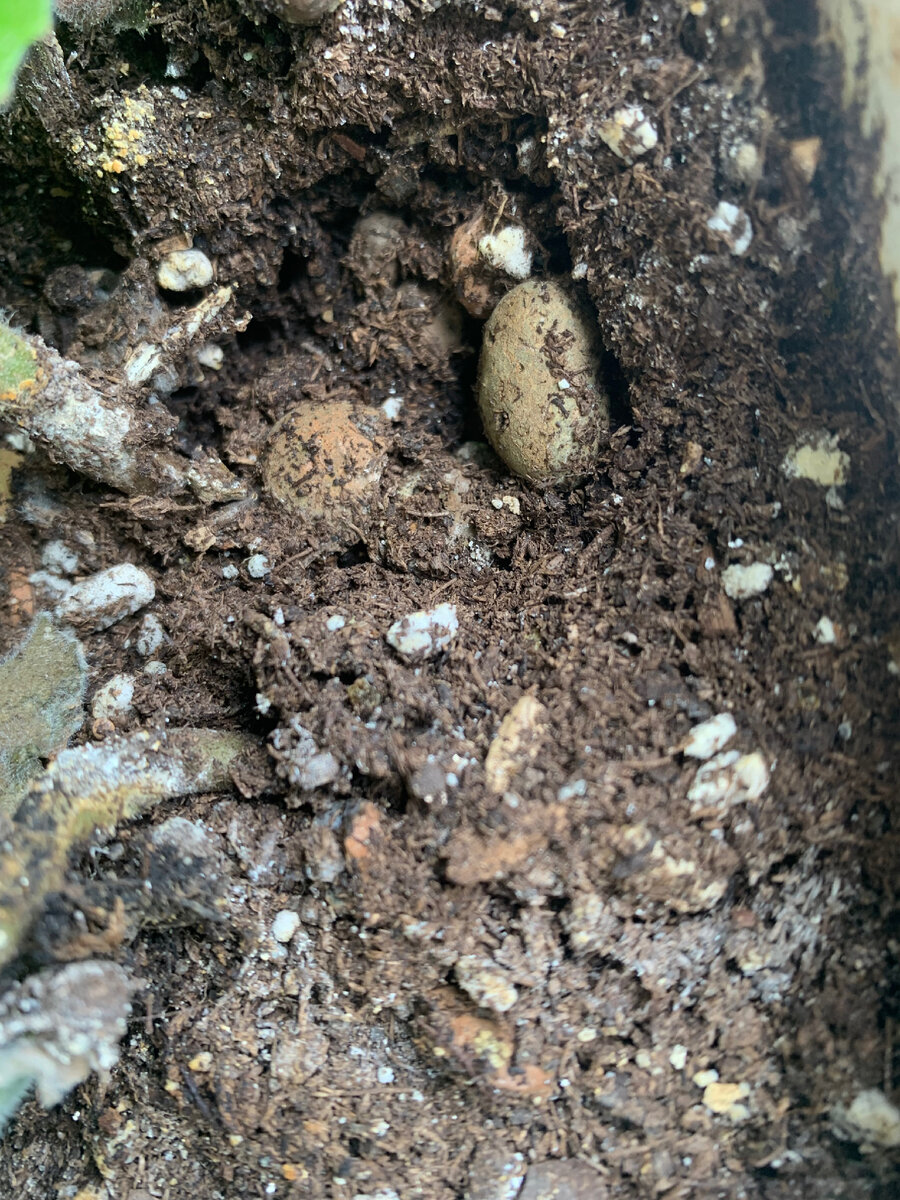 Сухой грунт с налетом от жесткой воды и нерегулярного полива.