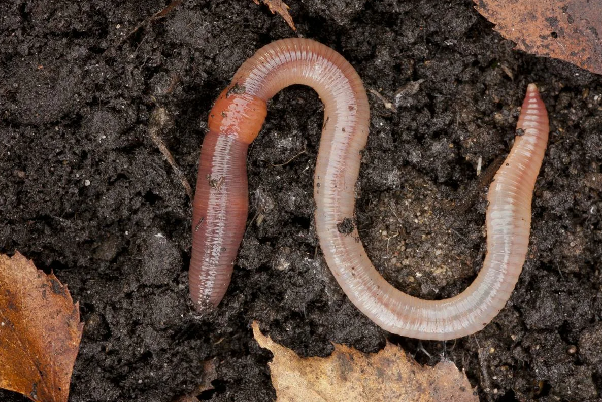 Дождевой червь какие черви. Червь Земляной (Lumbricus terrestris). Почвенные кольчатые черви. Дождевой червь кольчатый.