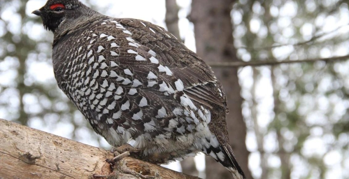    Фото: Новосибирский зоопарк